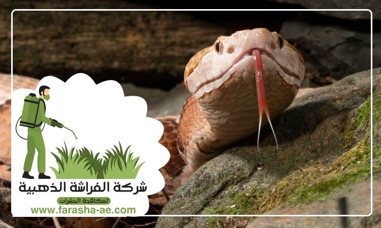 شركة مكافحة الافاعي في الطور