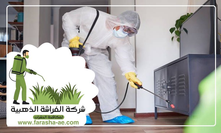 شركة مكافحة حشرات في السطوة 5 شركة مكافحة حشرات في السطوة