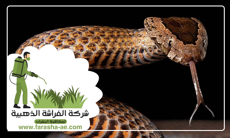 شركة مكافحة الافاعي في المدام