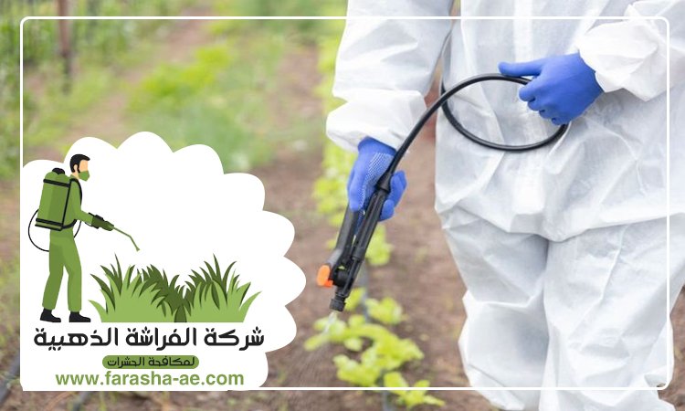 شركة مكافحة حشرات في الجميرا 3 شركة مكافحة حشرات في الجميرا