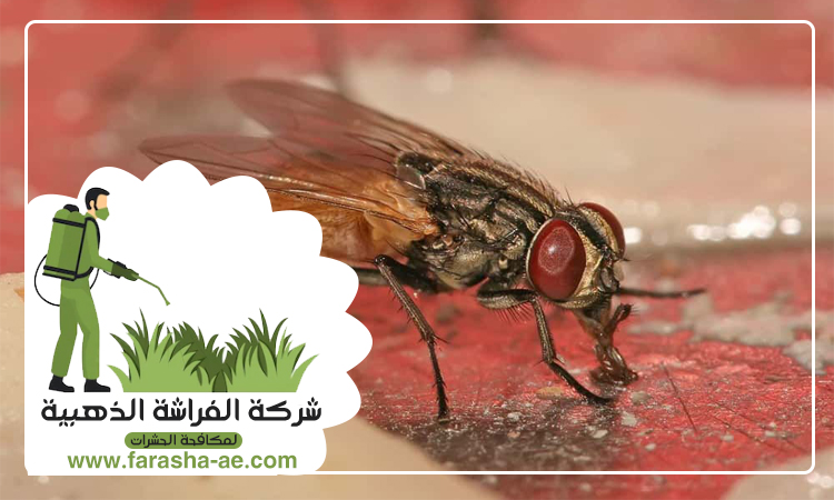 مكافحة الذباب في الشارقة 5 مكافحة الذباب في الشارقة
