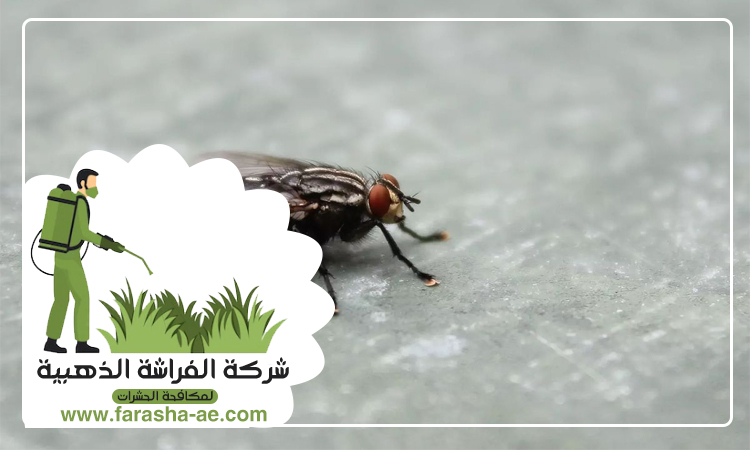 مكافحة الذباب في الشارقة 4 مكافحة الذباب في الشارقة