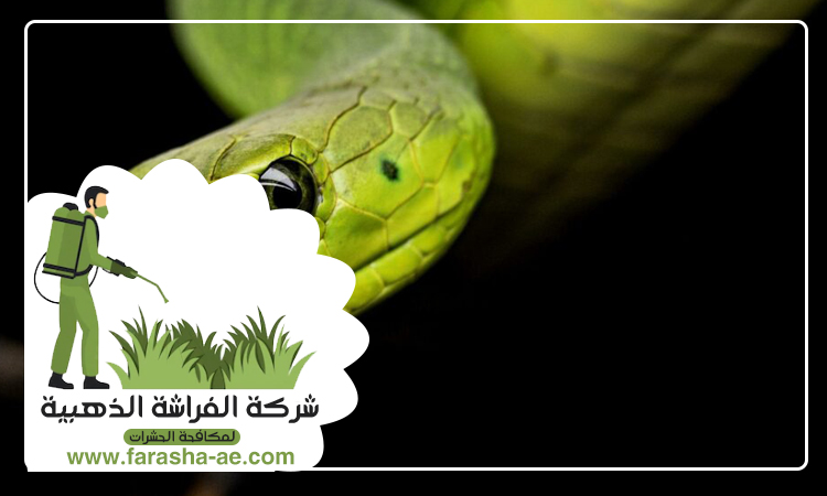 شركة مكافحة الافاعي في المنخول