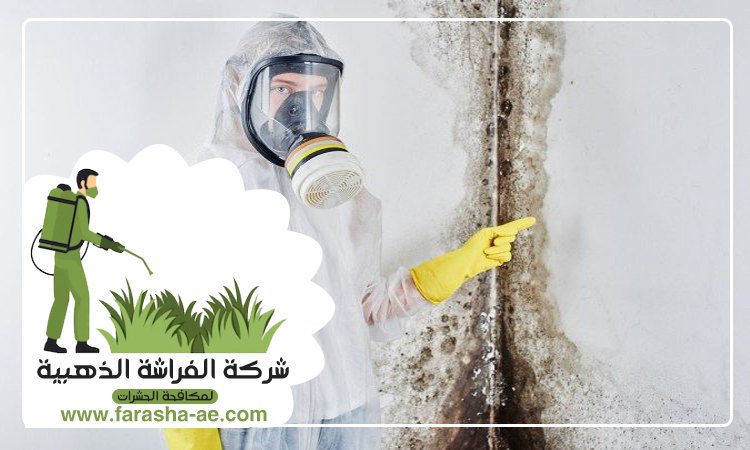 شركة تنظيف حوائط في ابوظبي 3 شركة تنظيف حوائط في ابوظبي