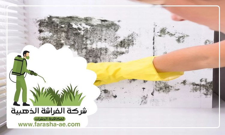 شركة تنظيف حوائط في الفجيرة 5 شركة تنظيف حوائط في الفجيرة