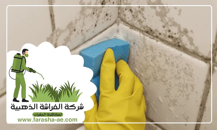 شركة تنظيف حوائط