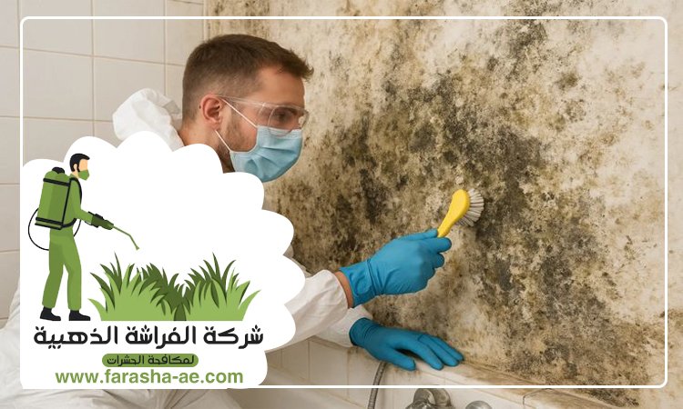 شركة تنظيف حوائط