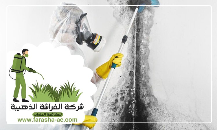 شركة تنظيف حوائط في العين 5 شركة تنظيف حوائط في العين