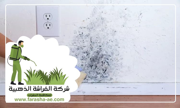 شركة تنظيف حوائط في العين 4 شركة تنظيف حوائط في العين