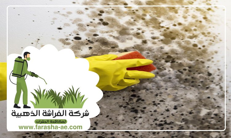 شركة تنظيف حوائط في راس الخيمة 4 شركة تنظيف حوائط في راس الخيمة