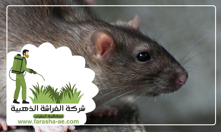 شركة مكافحة الفئران في دبي 5 شركة مكافحة الفئران في دبي