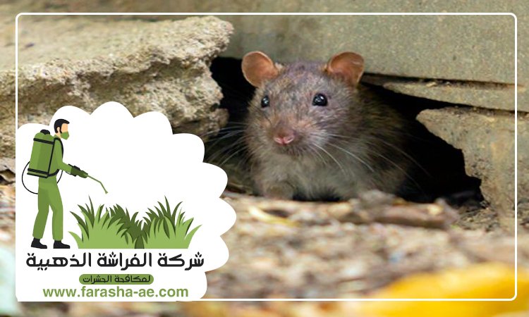 شركة مكافحة الفئران في عجمان 2 شركة مكافحة الفئران في عجمان