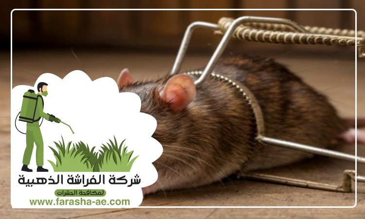 شركة مكافحة الفئران في عجمان 4 شركة مكافحة الفئران في عجمان