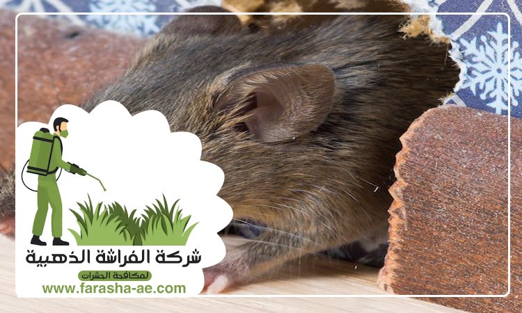 شركة مكافحة الفئران في عجمان 3 شركة مكافحة الفئران في عجمان
