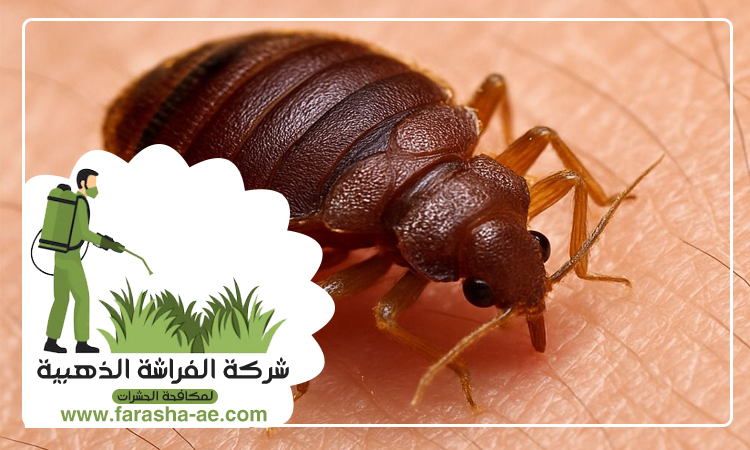 مكافحة بق الفراش في دبي 3 مكافحة بق الفراش في دبي
