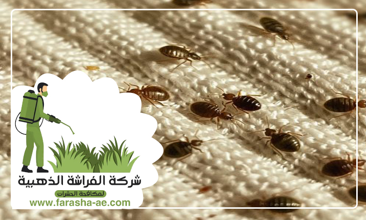 مكافحة بق الفراش في دبي 4 مكافحة بق الفراش في دبي