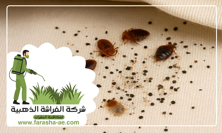 مكافحة بق الفراش في دبي 5 مكافحة بق الفراش في دبي