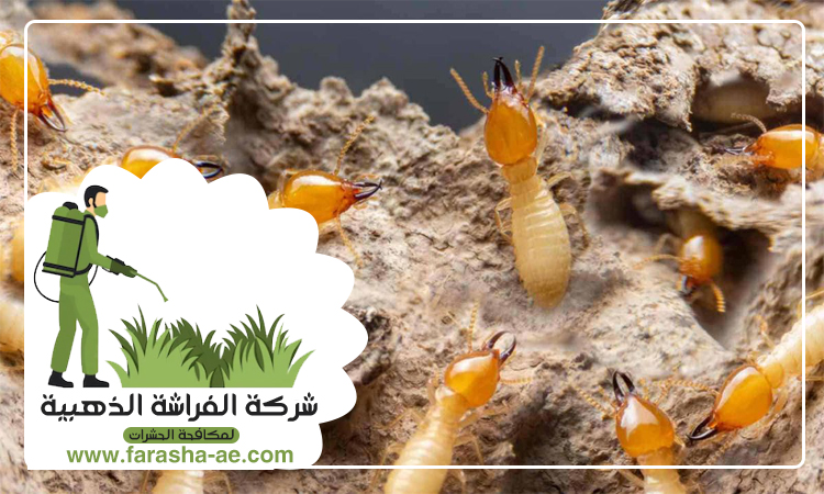 شركة مكافحة الرمة في الفقع 5 شركة مكافحة الرمة في الفقع