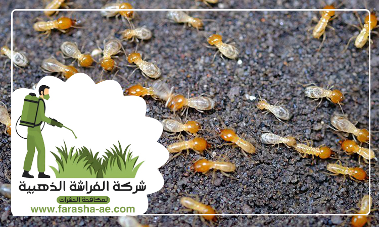 شركة مكافحة الرمة في الفقع 3 شركة مكافحة الرمة في الفقع