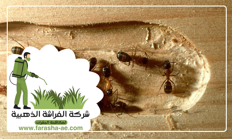 شركة مكافحة الرمة في الفقع 4 شركة مكافحة الرمة في الفقع