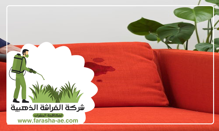 شركة تنظيف كنب في الشارقة 5 شركة تنظيف كنب في الشارقة