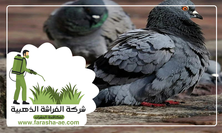 شركة مكافحة الحمام في الفجيرة 4 شركة مكافحة الحمام في الفجيرة