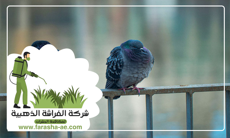 شركة مكافحة الحمام في العين 4 شركة مكافحة الحمام في العين