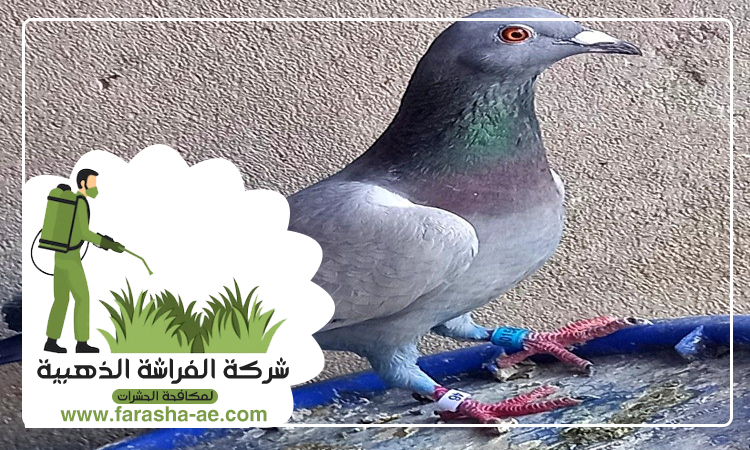 شركة مكافحة الحمام في العين 7 شركة مكافحة الحمام