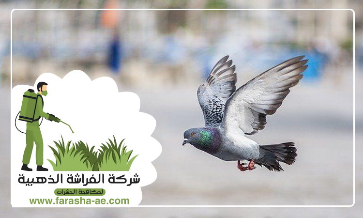 مكافحة الحمام في ابوظبي 4 مكافحة الحمام في ابوظبي