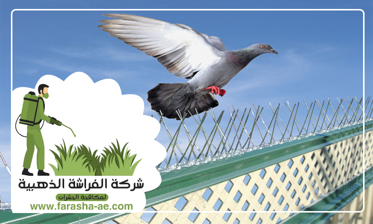 مكافحة الحمام في رأس الخيمة 5 مكافحة الحمام في رأس الخيمة