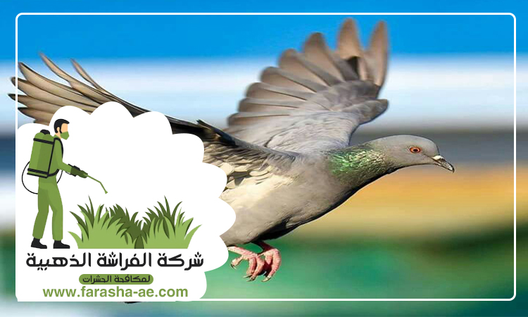 مكافحة الحمام في رأس الخيمة 4 مكافحة الحمام في رأس الخيمة