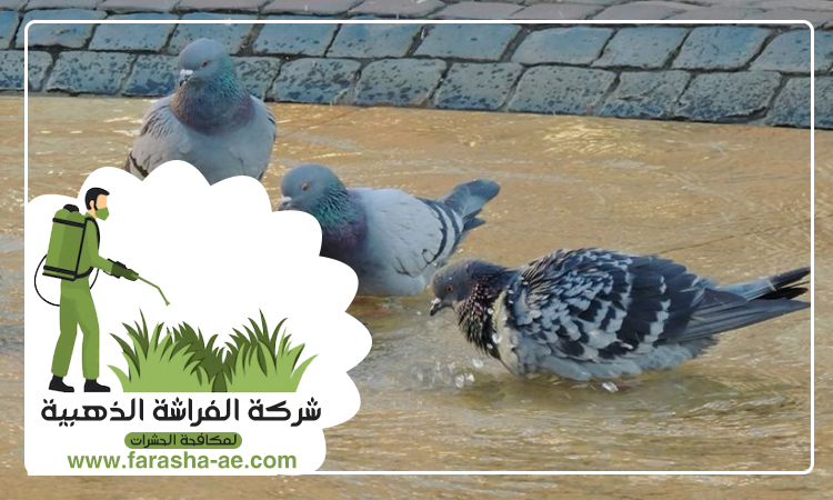 مكافحة الحمام