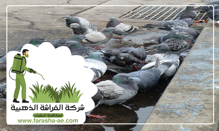 مكافحة الحمام