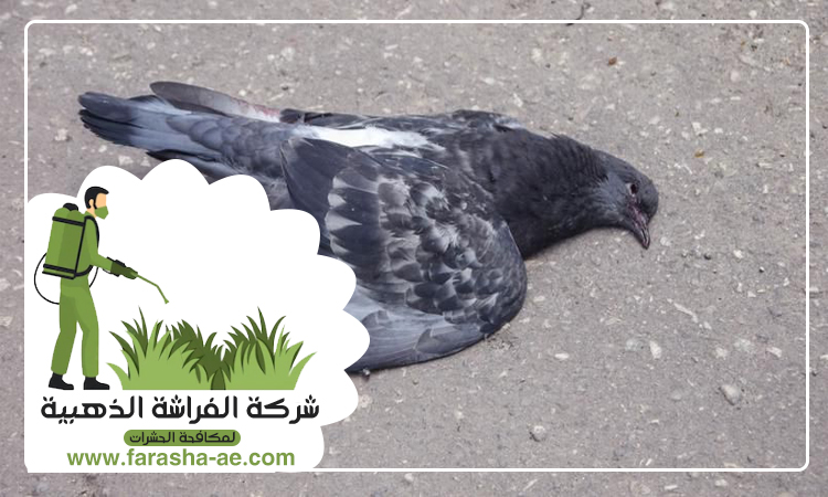 مكافحة الحمام في ابوظبي 5 مكافحة الحمام في ابوظبي