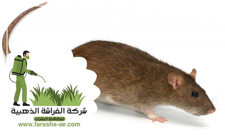 شركة مكافحة الفئران في دبي 4 شركة مكافحة الفئران في دبي