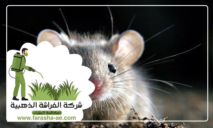شركة مكافحة الفئران في دبي 3 شركة مكافحة الفئران في دبي